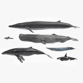 Whales 3D model